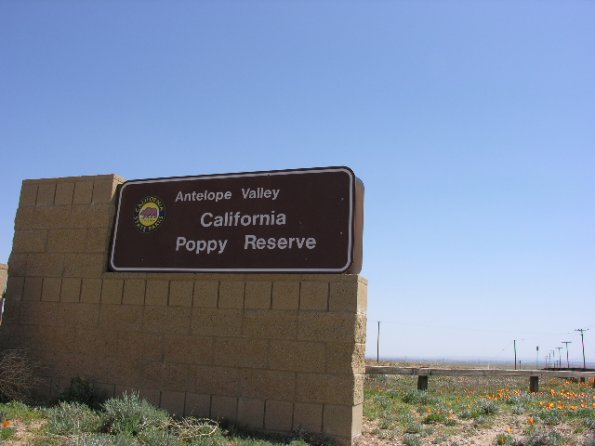 CSC_Poppy_Fields_051