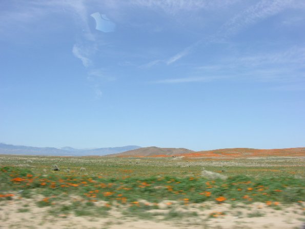 CSC_Poppy_Fields_118