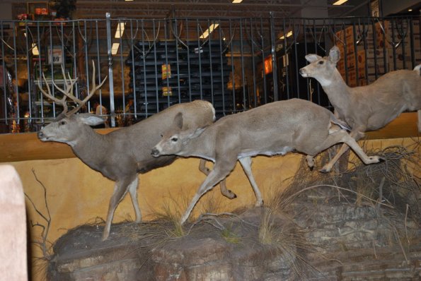 BassProShop_0029