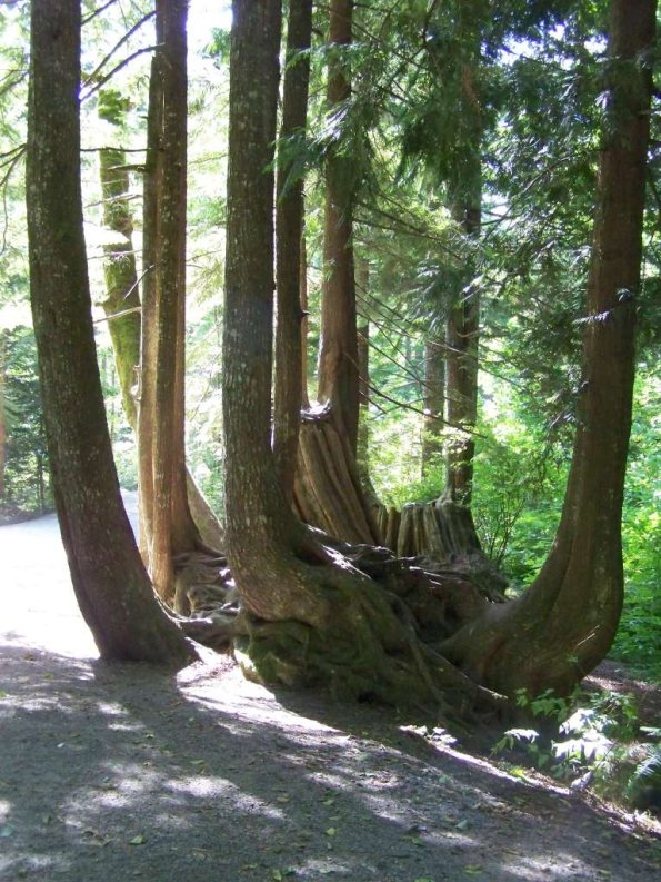 Whistler_3_0132
