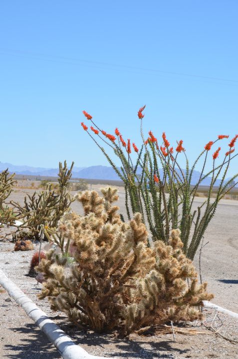 Laughlin_4_0011