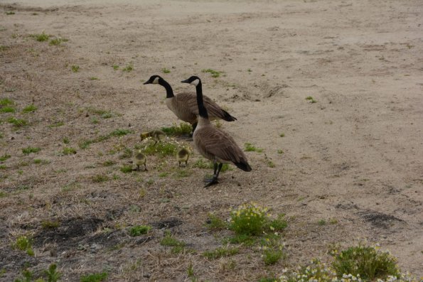 Monterey2016_0029