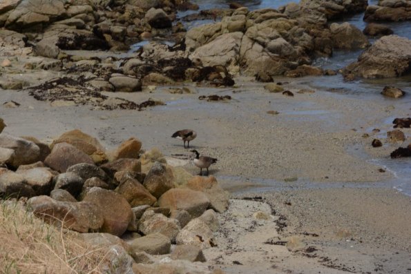 Monterey2016_0088