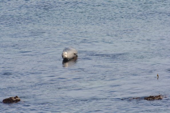 Monterey2016_0092