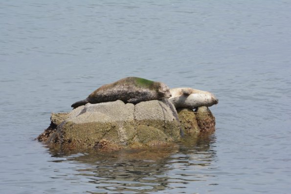 Monterey2016_0094