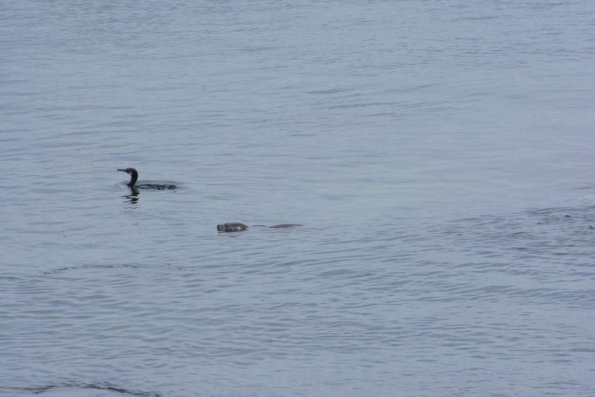 Monterey2016_0096