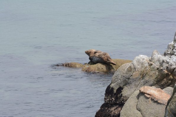 Monterey2016_0098