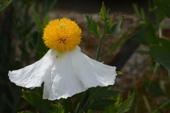 Monterey2016_0099