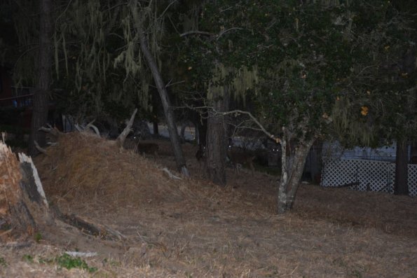 Cambria_0059