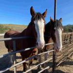 Cambria_2021_0072_01 (November 06, 2021)