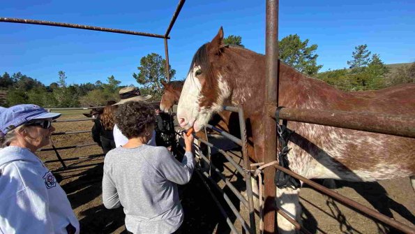 Cambria_2021_0075_01