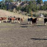 Cambria_2021_0086_01 (November 06, 2021)