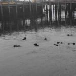 DSC_0152_00084 (November 05, 2022)