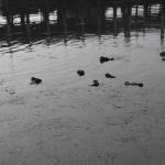 DSC_0153_00085 (November 05, 2022)