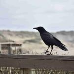 DSC_0167_1884 (November 05, 2025)