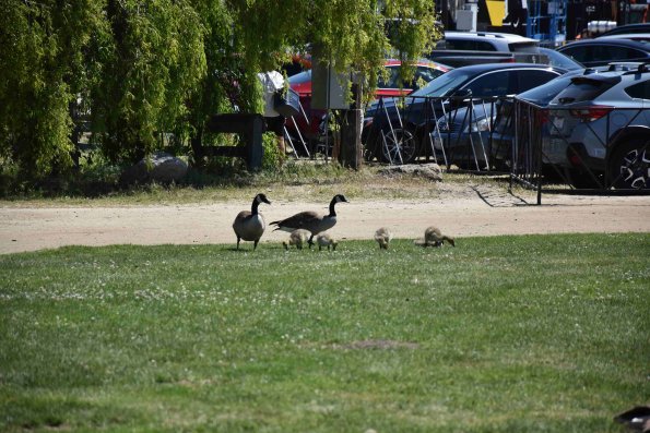 DSC_0238_523