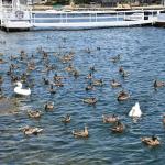 DSC_0129_1138 (July 17, 2025)