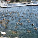 DSC_0130_1139 (July 17, 2025)