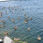 DSC_0131_1140 (July 17, 2025)